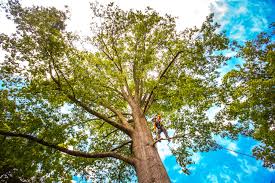 Best Organic Lawn Care Solutions  in Ogden, NC