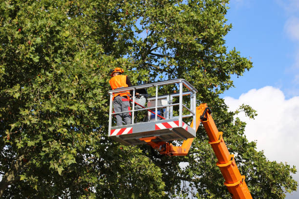 Best Tree Disease Treatment  in Ogden, NC