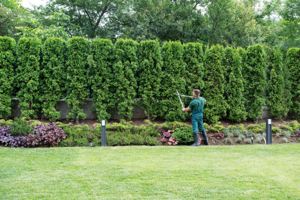 Best Tree Mulching  in Ogden, NC