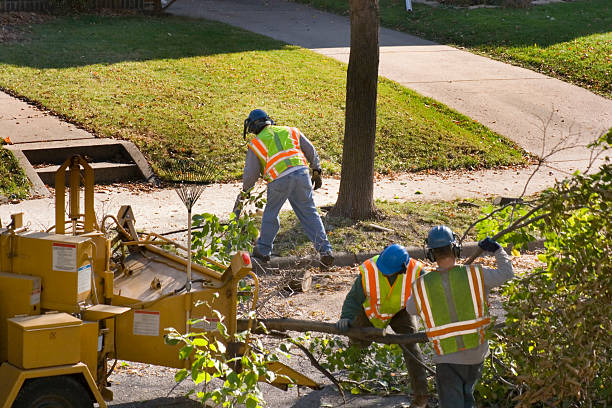Ogden, NC Tree Removal Company