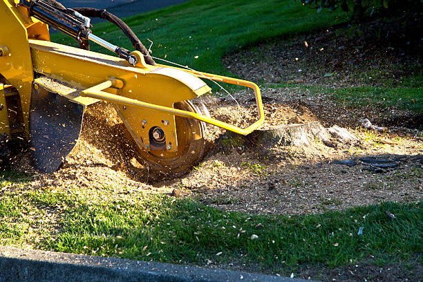 Best Lawn Renovation and Restoration  in Ogden, NC
