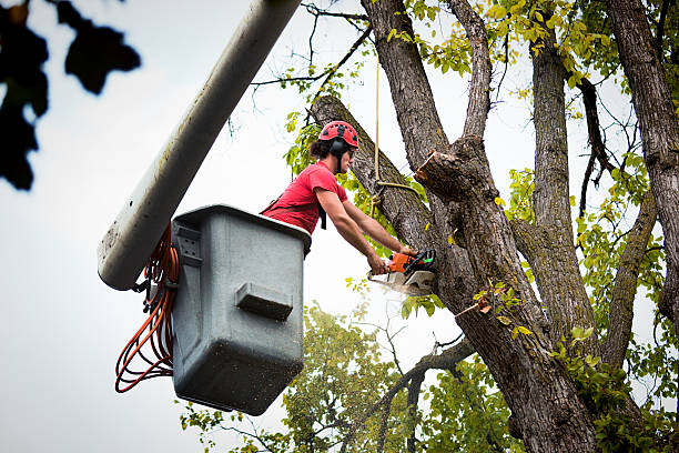 Best Seasonal Cleanup (Spring/Fall)  in Ogden, NC